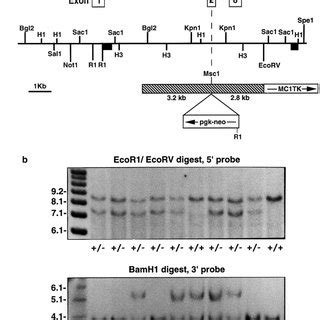 Gene Targeting At The Wnt5a Locus A Schematic Representation Of Part