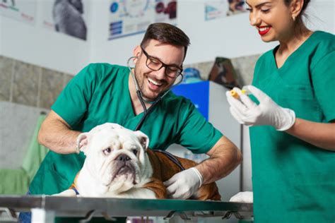 Consulta De Especialidades Em Medicina Veterin Ria Vila Arc Dia