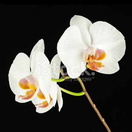 White Orchid On Black Background. Stock Photo | Royalty-Free | FreeImages