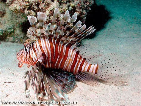 Pterois miles