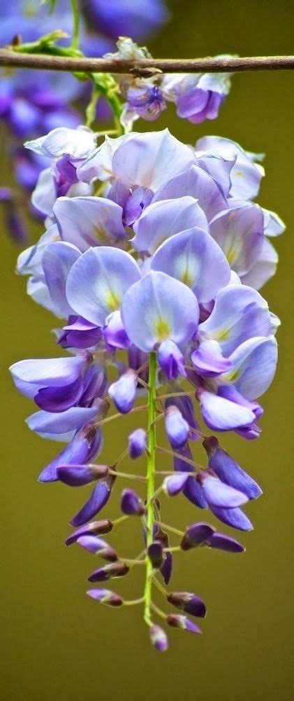 Wisteria Wonderful Up Close Look At Wisteria Bloom A1 Pictures