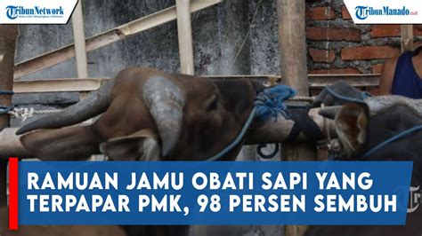 Peternak Sapi Sumedang Pakai Ramuan Jamu Obati Sapi Yang Terpapar Pmk