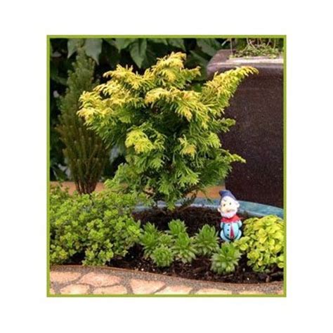 Hinoki Cypress Tree Etsy