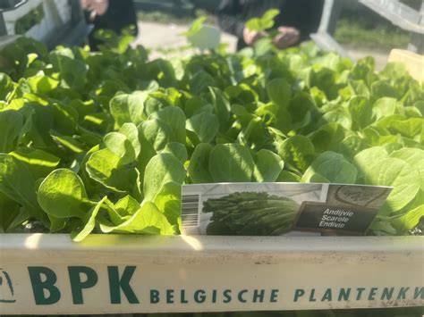 Andijvie Plantjes Stuks Dillen Groenten Fruit Bv