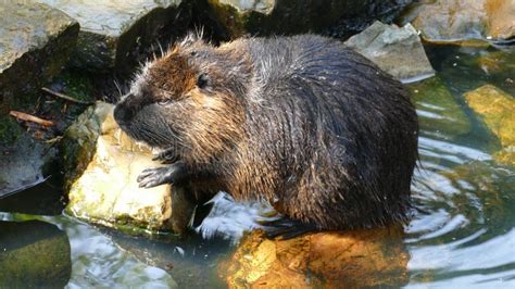 A coypu. stock photo. Image of animal, coypu, portrait - 114858504