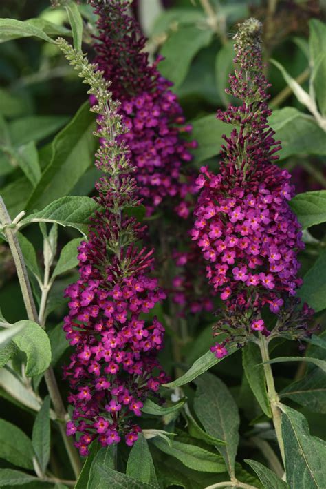 Year of the Buddleia - National Garden Bureau - Butterfly Bush