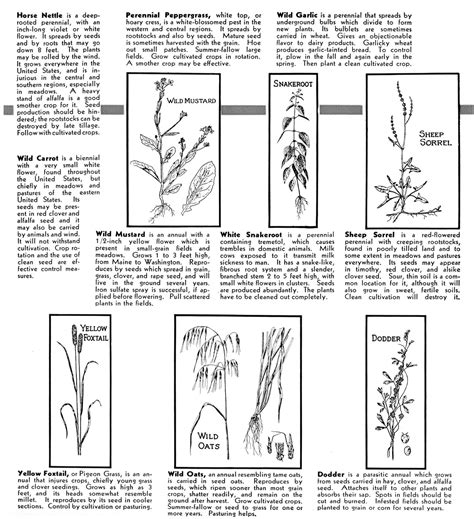 Weeds and their Control - Small Farmer's JournalSmall Farmer's Journal