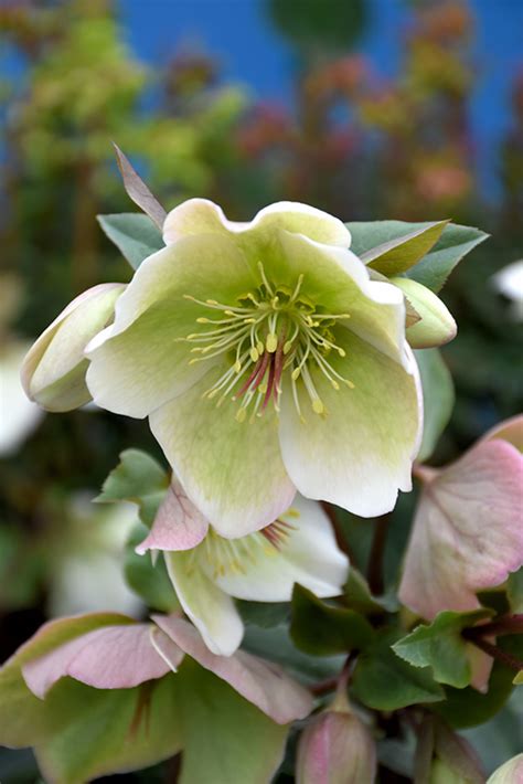 Mollys White Hellebore Helleborus Mollys White In Naperville