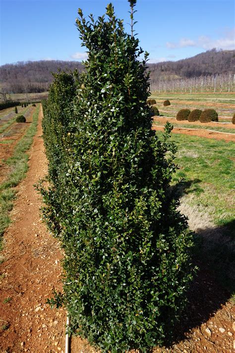 Tips on Pruning Boxwood — NewGen® Boxwood