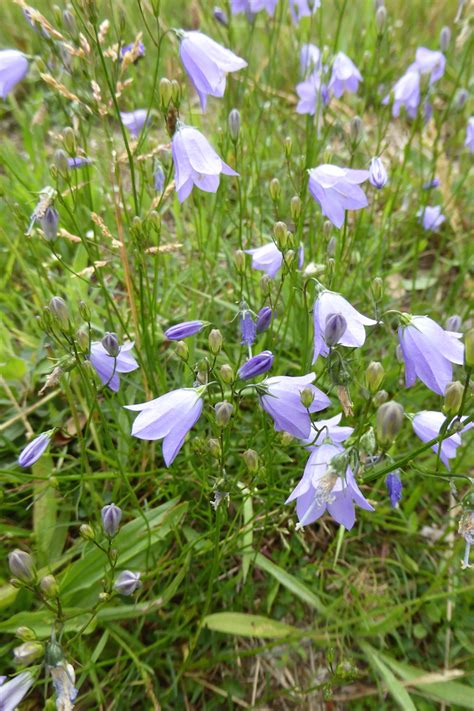 Photo Campanule Feuilles Rondes Campanula Rotundifolia