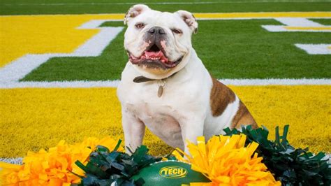 Atus Jerry The Bulldog Turns 3