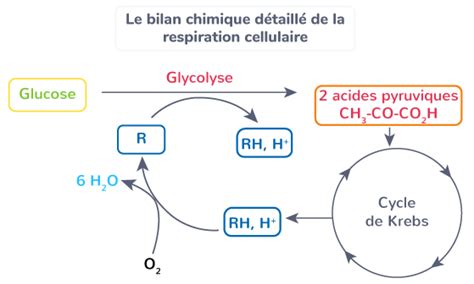 La Production Datp Tle Cours Svt Kartable