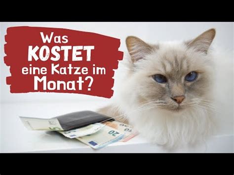 Was Kostet Eine Katze Im Monat Damit Kannst Du Rechnen