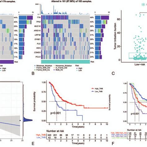 Comparisons Of Somatic Mutation Between High Risk And Low Risk Groups