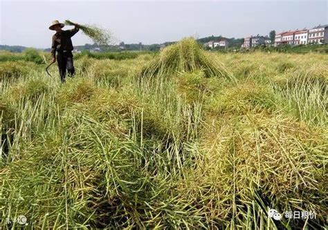 农民注意！秋收在即，玉米、水稻等作物收购政策有变，速了解！ 每日头条