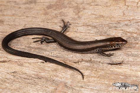 Tetradactylus Seps Short Legged Seps