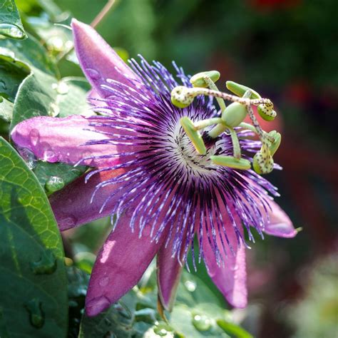 Purple Passion Flower Plant