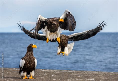 Group Of The Steller S Sea Eagles And White Tailed Eagles On The Pier