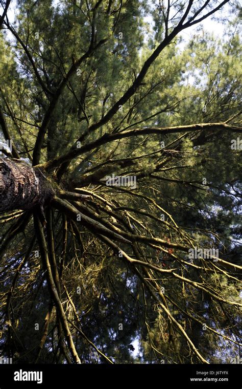 Weymouth Kiefer Pinus Strobus Hi Res Stock Photography And Images Alamy