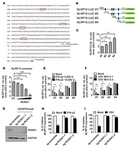 Nlrp Promoter Contains Runx Binding Sites A Sequence Of Human