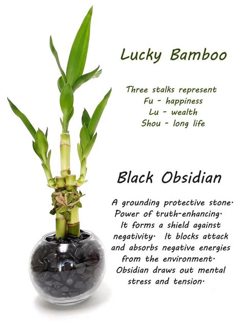 3 Stalks Lucky Bamboo Plants Indoor Live Plants With Crystal Vase