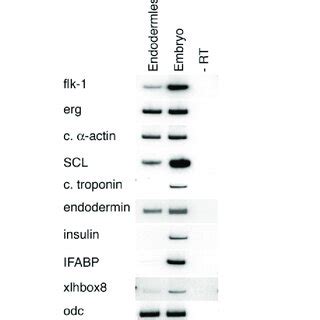 Endodermless embryos show a marked reduction in expression of ...