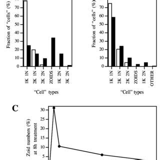 T brucei cell types in a population treated with 60 µM aphidicolin