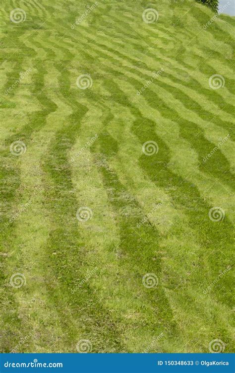 Striped Field Grass Mowed By Uneven Stripes Of Different Shades Of Green Curved Stripes Of