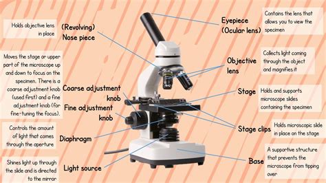 Parts Of A Microscope And Their Function 60 Off