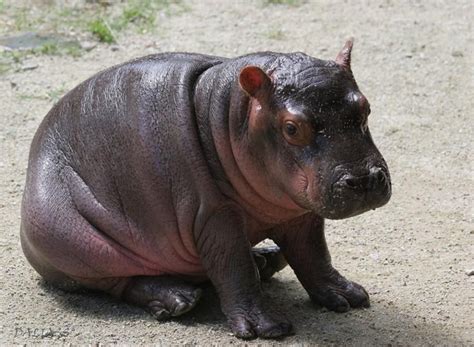 Baby Hippo Baby Zoo Animals Baby Hippo Cute Little Animals