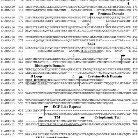 Sequence Comparison Of X ADAM10 And X ADAM13 Amino Acid Sequence