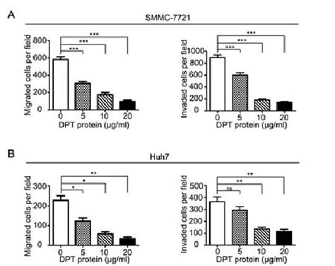 Recombinant Human Dpt Suppresses Smmc And Huh Cells Migration And