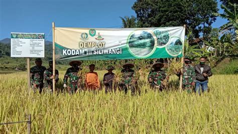 Kodim Sumedang Beserta Petani Panen Padi Demplot Bandungraya