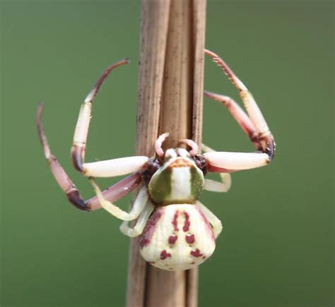 White-Banded Crab Spider - Misumenoides formosipes - BugGuide.Net ...