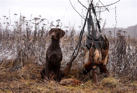 60+ Hunting Dog Names: Name Ideas For Hunting Hounds!