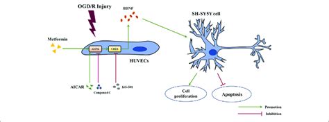 | Schematic diagram of the mechanism of metformin in this study ...