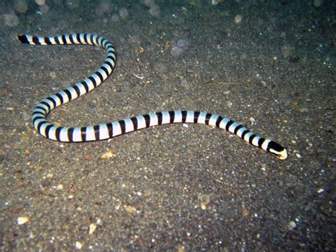 Black Banded Sea Snake Okinawa