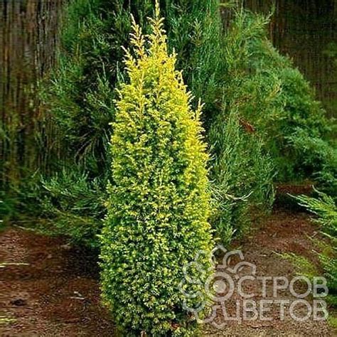 Можжевельник обыкновенный Голд Кон - купить саженцы можжевельника ...