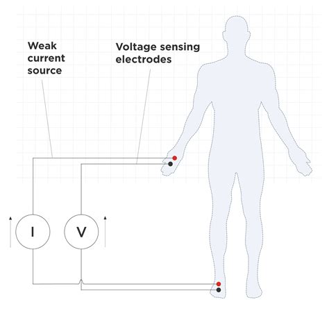 Bioelectrical Impedance Analysis Bia Health Insights Withings