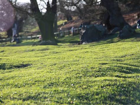 Reseeding A Moss Covered Lawn Quick And Easy Guide