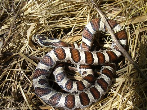 Eastern Milk Snake: Docile Predator with Unique Hunting Behavior