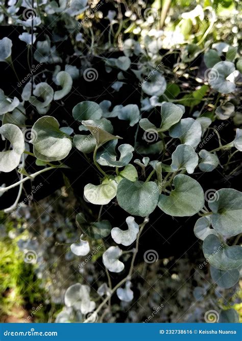 Dichondra Silver Falls At The Garden Stock Photo Image Of Leaf