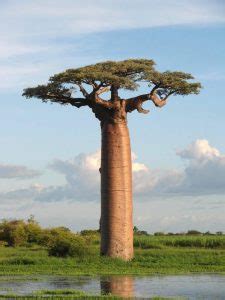 Flora y Fauna del Océano Índico Características y Ejemplos