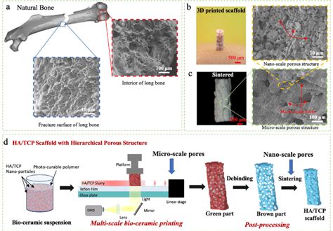 Schematic Diagram Of D Printed Ha Tcp Scaffold With Bioinspired