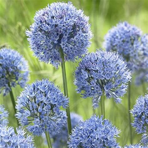 Allium Blue Drumstick Hardy Bulbs Allium Caeruleum Azureum Ornamental