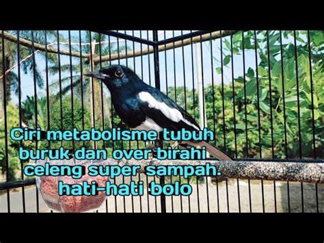 Pahami Kacer Anda Metabolisme Tubuh Buruk Over Birahi Mbagong Ngunci