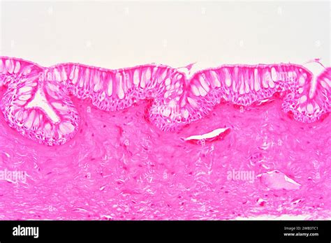 Human columnar ciliated epithelium. X150 at 10 cm wide Stock Photo - Alamy