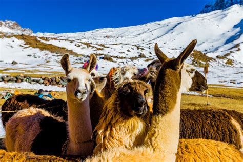 Difference Between Llamas Alpacas And Vicunas Rainforest Cruises