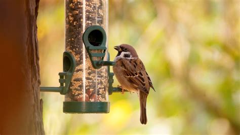 Feed The Birds For Less With This Amazing Birdseed Substitute