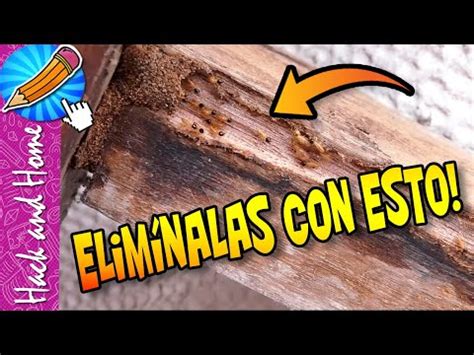 5 trucos infalibles para erradicar la carcoma en tiempo récord